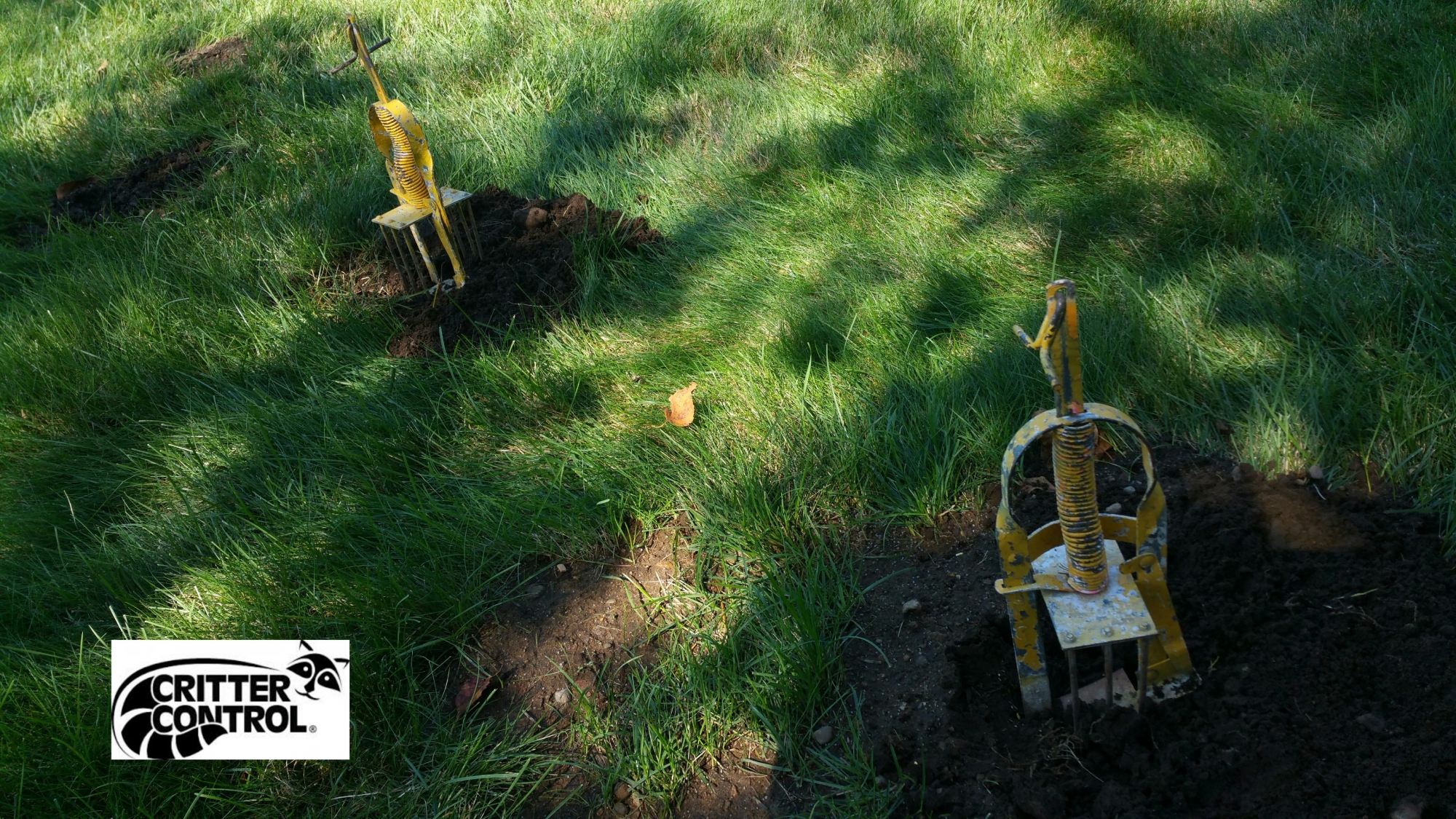 Mole Trapping How to Trap & Professional Trapping Critter Control